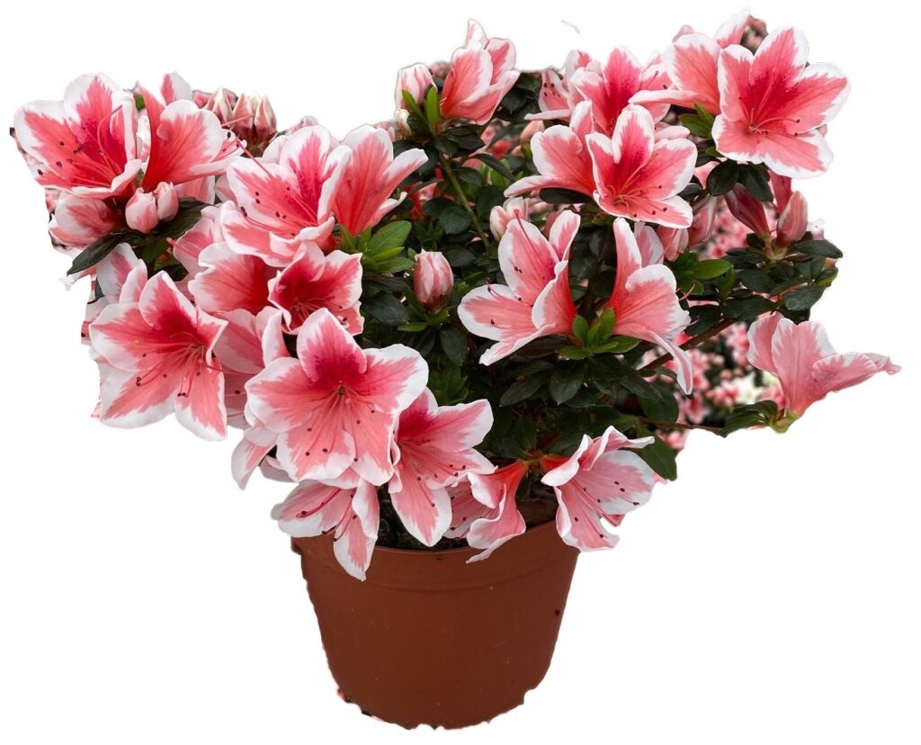 Mother's Day Chapel Potted Plant
