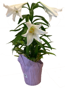 3 Holiday Chapel Package - Christmas/Easter/Mother's Day