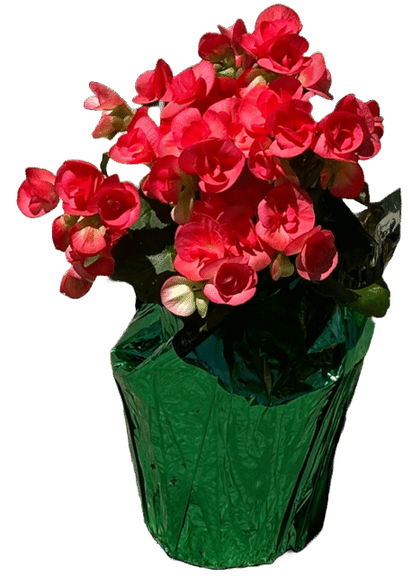 Mother's Day Chapel Potted Plant