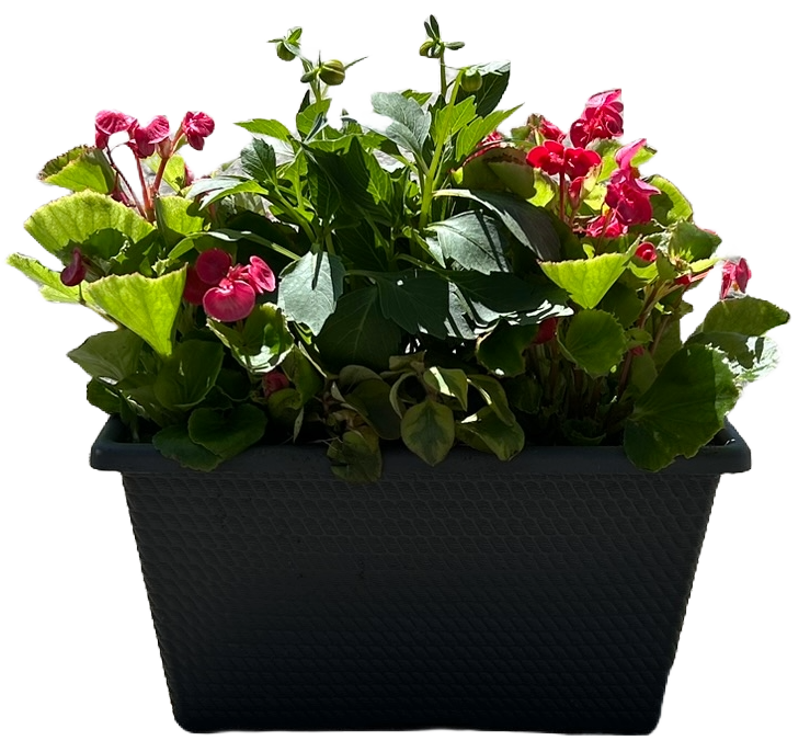 Mother's Day Live Potted Plant - Grave