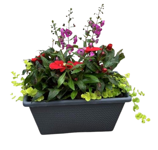 Father's Day Live Potted Plant - Grave
