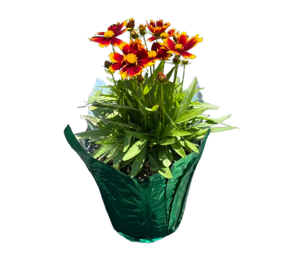 Father's Day Chapel Potted Plant