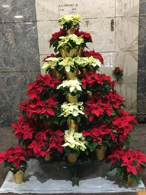 Christmas Chapel Poinsettia