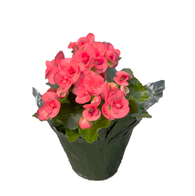 Mother's Day Chapel Potted Plant