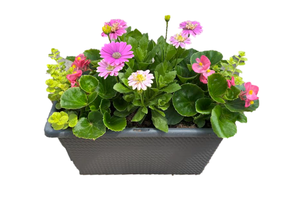 Mother's Day Live Potted Plant - Grave