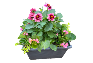 Mother's Day Live Potted Plant - Grave