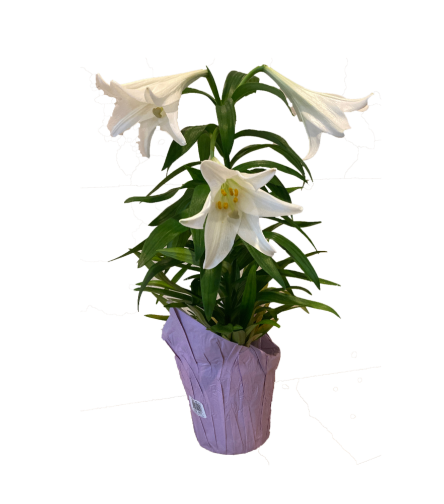 Easter Lily Plants - Chapel